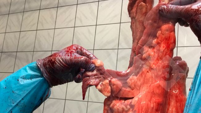 Figura 1. Inspec&ccedil;&atilde;o no matadouro na linha de abate.
