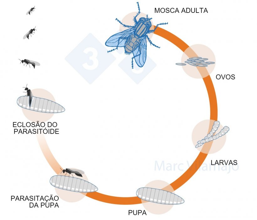 Figura 3. Ciclo biológico da mosca interrompido pela acção de um parasitoide.