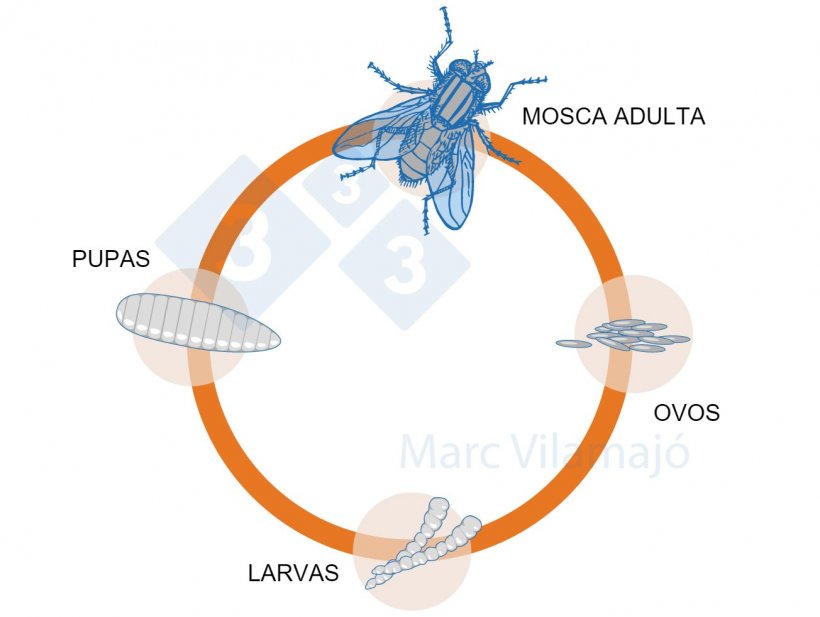 Figura 1. Ciclo biológico das moscas.