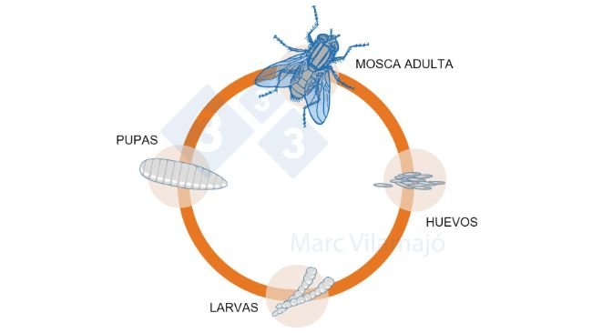 Figura 1. Ciclo biológico das moscas.