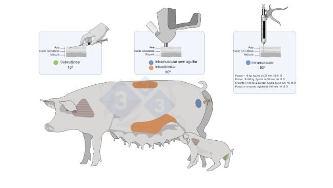 Figura 3. Pontos de aplicação e tipos de vacinas em porcos e leitões.