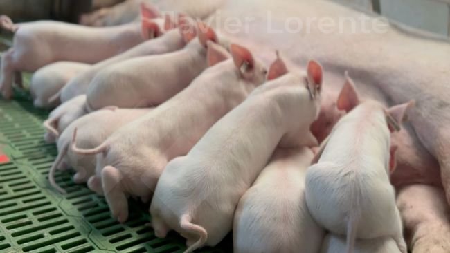 Uma idade única na maternidade pode ajudar a melhorar a saúde na maternidade