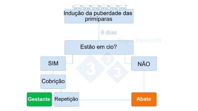 Figura 2: Protocolo proposto de acordo com a resposta ao tratamento de indução da puberdade. Nota: se observar &lt; 70% das primíparas em cio aos 6 dias após o tratamento--&gt; é provável que tenha problemas com a detecção do cio.