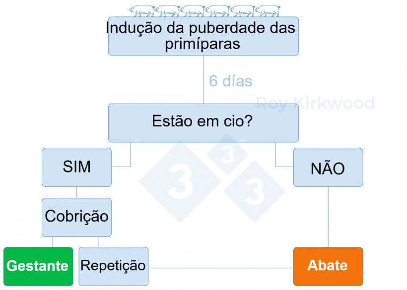 Figura 2: Protocolo proposto de acordo com a resposta ao tratamento de indução da puberdade. Nota: se observar &lt; 70% das primíparas em cio aos 6 dias após o tratamento--&gt; é provável que tenha problemas com a detecção do cio.