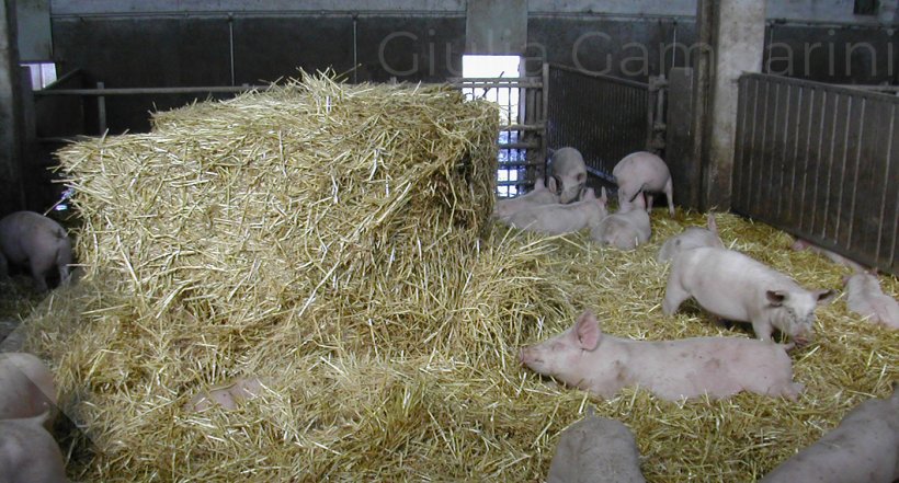 Foto 2: No caso de um modelo de duas etapas, o melhor foco preventivo &eacute; fornecer, aos animais, material de enriquecimento ambiental que estes possam manipular, por exemplo, palha.
