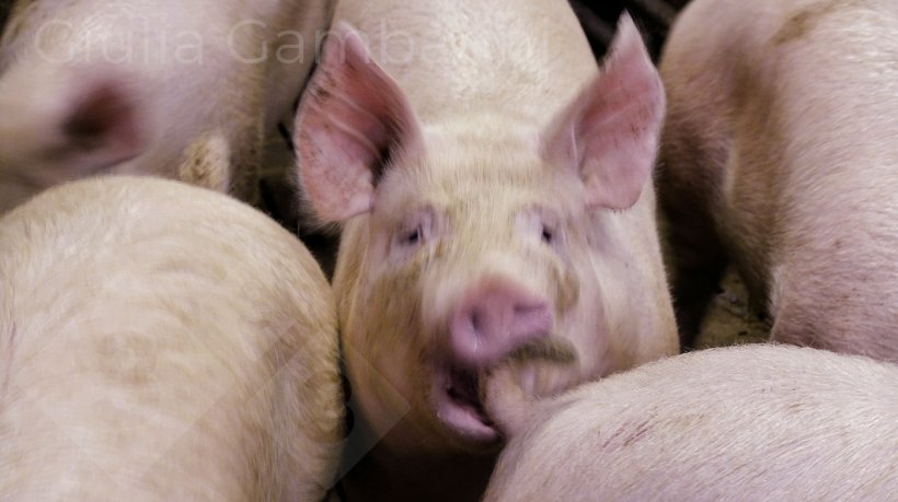 Foto 3: Porco no acto de morder a cauda a um companheiro.
