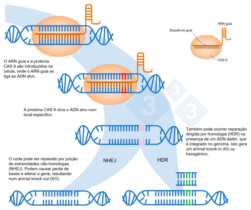 Figura 1. Edição de genes utilizando o sistema CRISPR-Cas9. Um RNA guia (sgRNA) reconhece uma região genómica específica, que tem como alvo a endonuclease Cas9 do ADN. Esta enzima produz uma quebra nas duas cadeias de ADN no local exato. Adaptado de: https://es.moleculardevices.com/applications/gene-editing-with-crispr-engineering