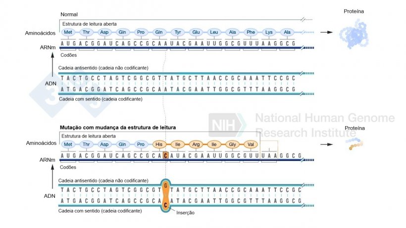 Figura 2. Exemplo de uma inserção de nucleótidos que envolve uma alteração no quadro de leitura e resulta na formação de aminoácidos diferentes do normal e, finalmente, um códão de paragem que impede a formação de mais aminoácidos para essa proteína. Fonte: https://www.genome.gov/es/genetics-glossary/Mutacion-con-cambio-del-marco-de-lectura