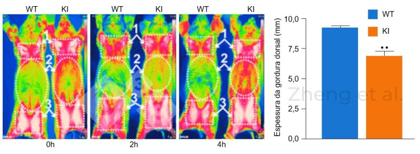Figura 3: As imagens de infravermelhos foram obtidas &agrave;s 0, 2 e 4 h ap&oacute;s a exposi&ccedil;&atilde;o ao frio em porcos de 6 meses de idade. Espessura do toucinho em leit&otilde;es de 20 kg. Fonte: Zheng et al. (2017). &laquo;A reconstitui&ccedil;&atilde;o de UCP1 usando CRISPR/Cas9 no tecido adiposo branco de porcos diminui a deposi&ccedil;&atilde;o de gordura e melhora a capacidade termog&eacute;nica&raquo;.&nbsp;Proc Natl Acad Sci U S A 114(45): E9474-E9482.