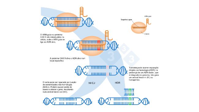 Figura 1. Edi&ccedil;&atilde;o de genes utilizando o sistema CRISPR-Cas9. Um RNA guia (sgRNA) reconhece uma regi&atilde;o gen&oacute;mica espec&iacute;fica, que tem como alvo a endonuclease Cas9 do ADN. Esta enzima produz uma quebra nas duas cadeias de ADN no local exato. Adaptado de: https://es.moleculardevices.com/applications/gene-editing-with-crispr-engineering