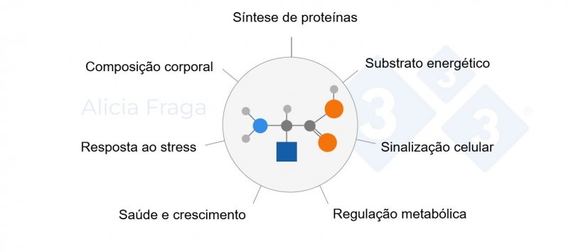 Figura 1. Funções gerais dos aminoácidos funcionais.