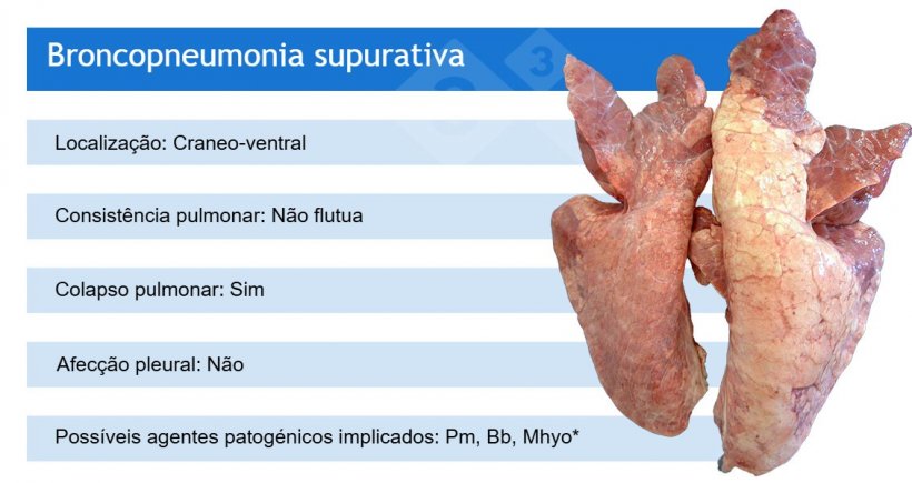 Pm: Pasteurella multocida; Bb: Bordetella bronchiseptica; Mhyo: Mycoplasma hyopneumoniae.
*Mhyo está frequentemente envolvida na broncopneumonia supurativa como agente patogénico inicial (causando primeiro a pneumonia bronco-intersticial).
