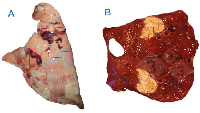 Figura 1. A. Amostragem geral recomendada num pulm&atilde;o, recolhendo amostras que incluam &aacute;reas normais e afectadas. B. No caso de les&otilde;es focais, devem tamb&eacute;m ser observadas as &aacute;reas normais e afectadas, e n&atilde;o apenas as les&otilde;es.
