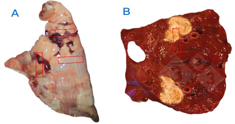 Figura 1. A. Amostragem geral recomendada num pulmão, recolhendo amostras que incluam áreas normais e afectadas. B. No caso de lesões focais, devem também ser observadas as áreas normais e afectadas, e não apenas as lesões.
