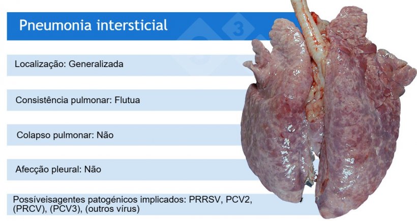 PRRSV:&nbsp;virus do s&iacute;ndrome respiratório e reprodutivo suíno; PCV2:&nbsp;circovirus porcino 2; PRCV:&nbsp;coronavirus respiratorio suíno;&nbsp;PCV3:&nbsp;circovirus suíno 3.
PRCV, PCV3 e outros virus, como os adenovirus, o vírus da doença de Aujeszky e outros, causam frequentemente pneumonia intersticial ligeira.
