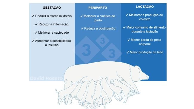 Figura 1. Efeitos da fibra como intervenção nutricional em dietas de porcas