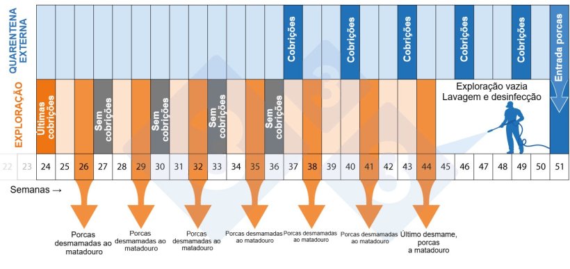 Figura 2. Cronograma do programa de despovoamento-repovoamento