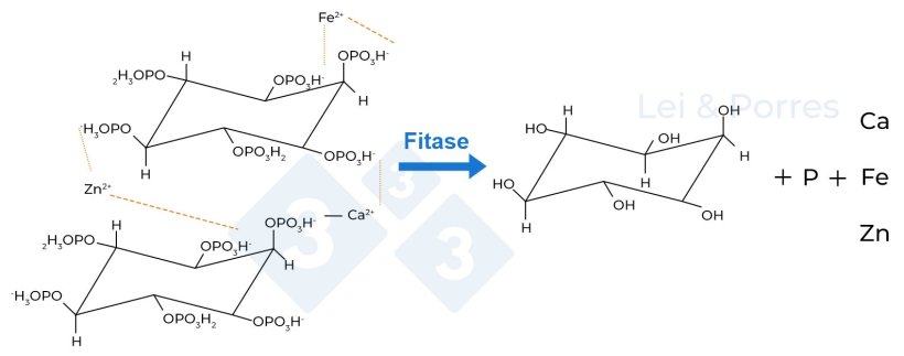 Figura 2. Representação da hidrólise completa do ácido fítico por acção da fitase, processo do qual se obtém inositol, fosfato e outros elementos como Cálcio (Ca), Ferro (Fe), Zinco (Zn), aminoácidos ou outros nutrientes que estão ligados ao ácido fítico (Lei e Porres, 2003).
