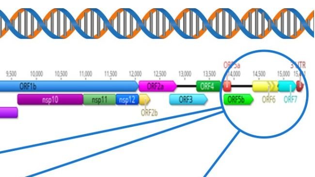Figura 1: Representação esquemática de um genoma completo do vPRRS (GenBank U87392) e das regiões-alvo nos diferentes testes de diagnóstico. Nos EUA, os testes RT-PCR para detetar vírus vivos modificados semelhantes a vacinas (MLV) têm como alvo a região nsp2, e a sequenciação CLAMP para bloquear a amplificação de vírus vacinais MLV durante a sequenciação Sanger tem como alvo o gene ORF5..