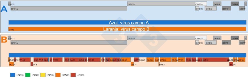 Figura&nbsp;2: A) Representa&ccedil;&atilde;o esquem&aacute;tica de uma representa&ccedil;&atilde;o esquem&aacute;tica de uma compara&ccedil;&atilde;o de duas sequ&ecirc;ncias completas do gene vPRRS recuperadas de amostras de soro agrupadas a 15:1 com um Ct de 18,4. Foi estabelecido um v&iacute;rus de refer&ecirc;ncia (cor azul). O n&iacute;vel de semelhan&ccedil;a nucleot&iacute;dica entre os v&iacute;rus &eacute; representado por n&uacute;meros nas caixas vermelhas. O n&iacute;vel de semelhan&ccedil;a de nucle&oacute;tidos entre os fragmentos de genoma recuperados do segundo v&iacute;rus &eacute; codificado por cores e tamb&eacute;m representado por n&uacute;meros nas caixas vermelhas. Os genes do genoma do vPRRS est&atilde;o representados na parte superior dos pain&eacute;is A e B. As ORFs individuais presentes numa sequ&ecirc;ncia completa do genoma do vPRRS est&atilde;o representadas na parte superior dos pain&eacute;is A e B..
