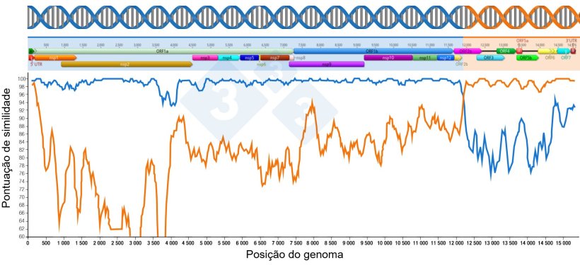 Figura 1: Representa&ccedil;&atilde;o de uma recombina&ccedil;&atilde;o que gera um novo v&iacute;rus. A regi&atilde;o anterior e posterior aos pontos de intersec&ccedil;&atilde;o das duas linhas indica a por&ccedil;&atilde;o de genomas recebidos dos dois v&iacute;rus parentais. As regi&otilde;es do genoma s&atilde;o mostradas na parte superior.