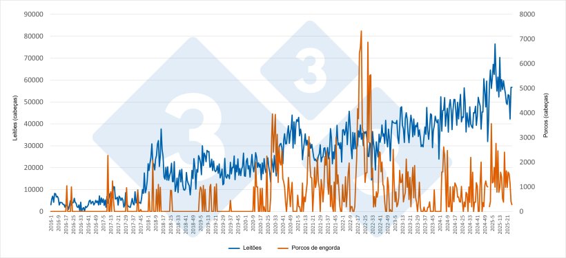 Evolu&ccedil;&atilde;o semanal das importa&ccedil;&otilde;es espanholas de leit&otilde;es e porcos de engorda provenientes dos Pa&iacute;ses Baixos (Janeiro de 2016 a Junho de 2025). Fonte: Redac&ccedil;&atilde;o 333 com base em dados da RVO.
