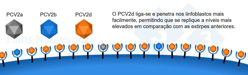 O PCV2 é um vírus em constante evolução. O PCV2d tornou-se a estirpe dominante atual, modificando a sua superfície para se ligar melhor aos seus recetores nos linfoblastos.