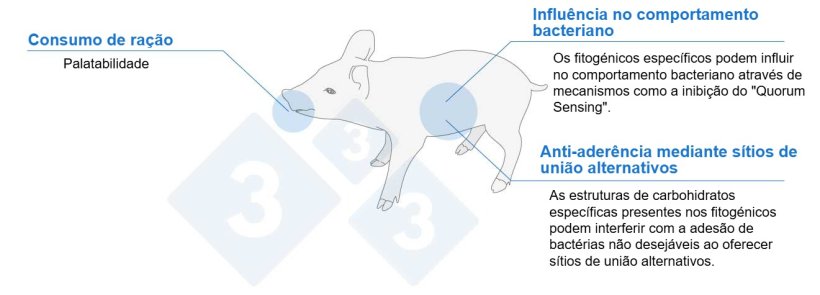 Figura 1. Mecanismos de ação de diferentes fitogénicos
