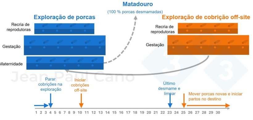 Figura 2. Diagrama de linha de tempo e fluxo de animais durante o despovoamento - repovoamento