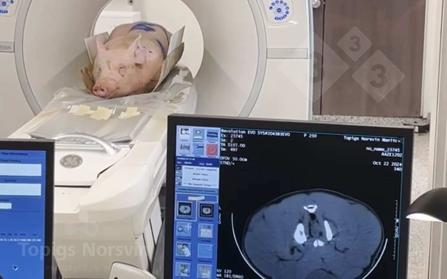 Figura 4. Os varrascos s&atilde;o posicionados de barriga para baixo no tom&oacute;grafo. O procedimento completo demora menos de 10 minutos.