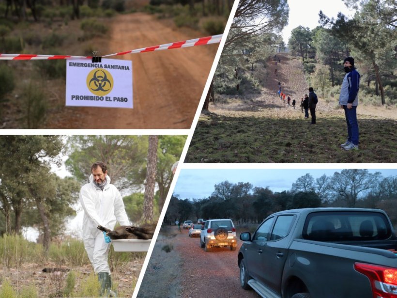 Figura 2: Simulacros de PPA en jabalíes.