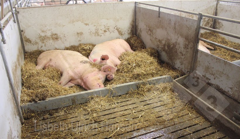 Foto 3: Corral de enfermería con cama de paja en la zona de descanso.