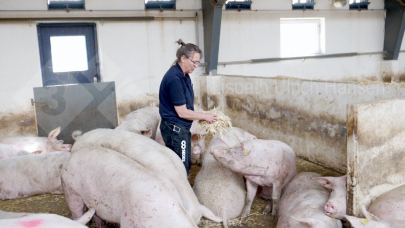 Foto 2: Inspección diaria de las cerdas - búsqueda de cerdas con cojera