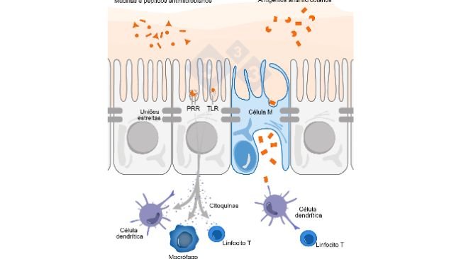 Figura 1. Esquema ilustrativo do mecanismo de ação das células imunes intestinais em resposta a ameaças externas.