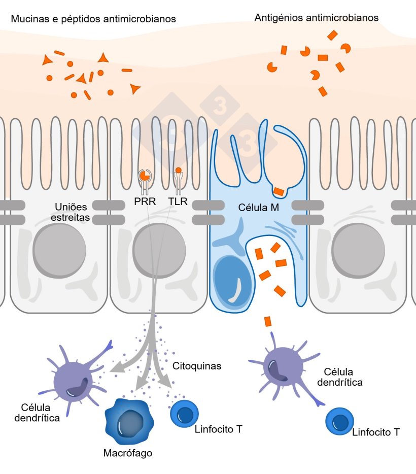 Figura 1. Esquema ilustrativo do mecanismo de ação das células imunes intestinais em resposta a ameaças externas.