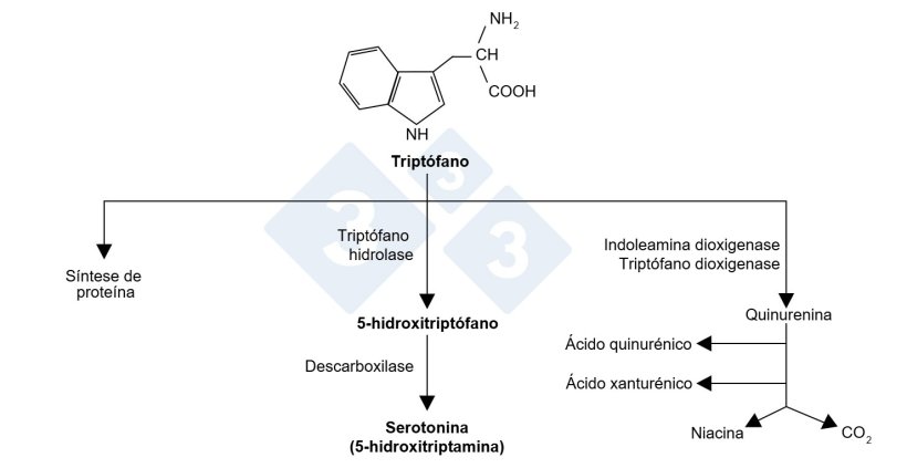 Figura 1. Molécula de triptófano e suas vias