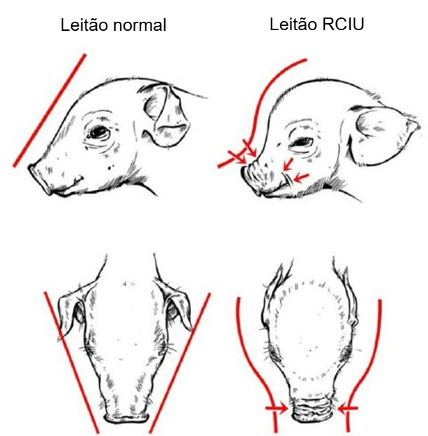 Figura 2. Crânio característico em forma de golfinho em leitões com RCIU (Hales et al., 2014).
