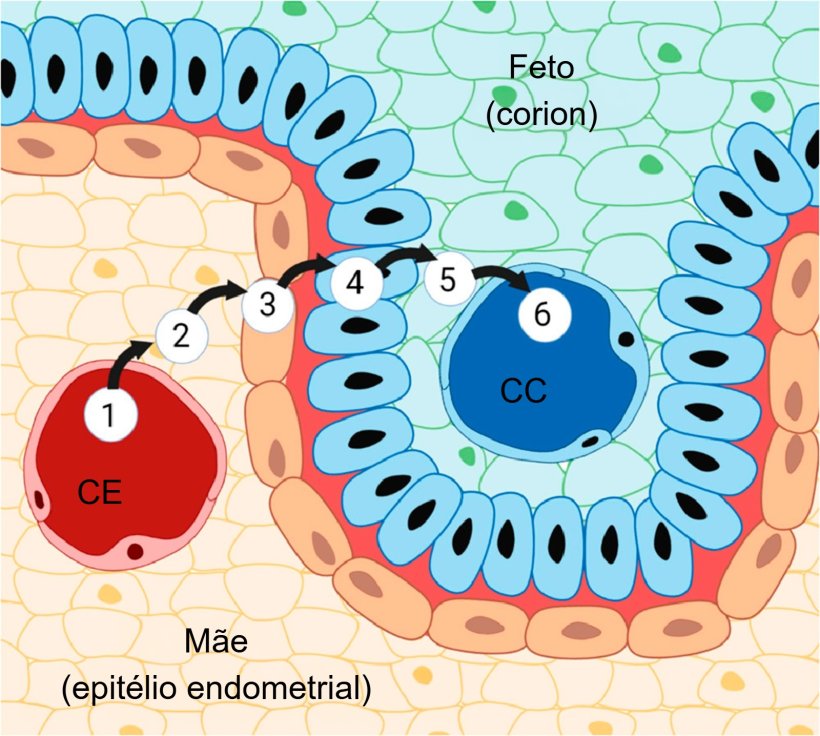 Figura 3. Placenta de porco e as suas seis camadas: (1) capilares endometriais, (2) interstício endometrial, (3) epitélio endometrial, (4) epitélio trofoblástico, (5) interstício coriónico e (6) capilares coriónicos. Fonte:Almeida & Alvarenga, 2022.