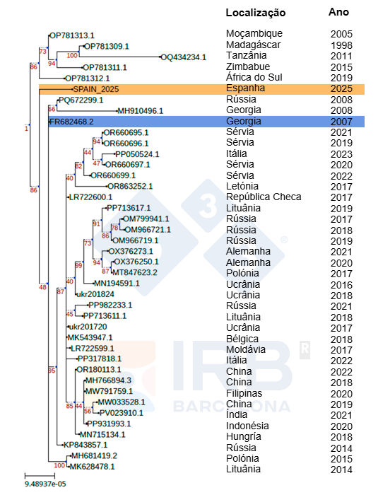Figura 1. Relaci&oacute;n filogen&eacute;tica de la cepa Sp25 (marcada en naranja) frente a otros aislados de VPPA africanos y europeos tras la introducci&oacute;n de Georgia 2007 (marcada en azul) en Europa. Autor: Dr. Toni Gabald&oacute;n y Marina Marcet-Houben (IRB)
