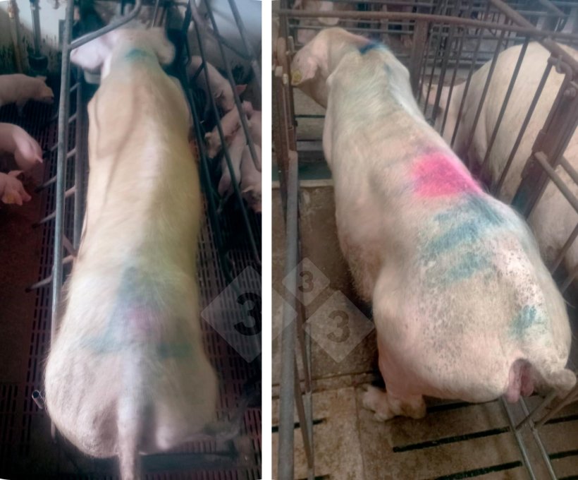 Imagem 1. Porcas com os sintomas observados