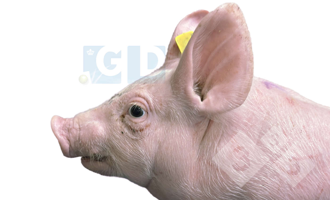 Foto 1. Leit&atilde;o com 4 semanas de idade com protrus&atilde;o ocular e estrabismo, incha&ccedil;o no pesco&ccedil;o e encurtamento da mand&iacute;bula inferior. A pele do t&oacute;rax apresenta arranh&otilde;es.
