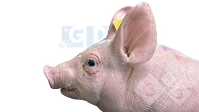 Foto 1. Leitão com 4 semanas de idade com protrusão ocular e estrabismo, inchaço no pescoço e encurtamento da mandíbula inferior. A pele do tórax apresenta arranhões.