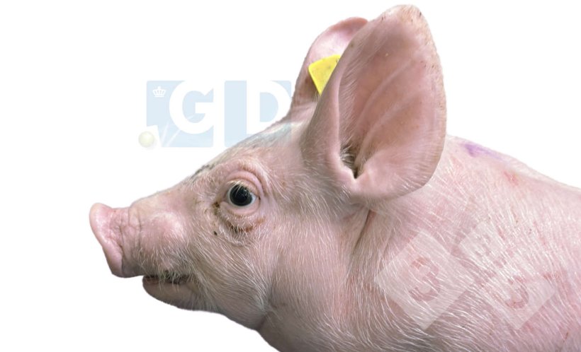 Foto 1. Leitão com 4 semanas de idade com protrusão ocular e estrabismo, inchaço no pescoço e encurtamento da mandíbula inferior. A pele do tórax apresenta arranhões.