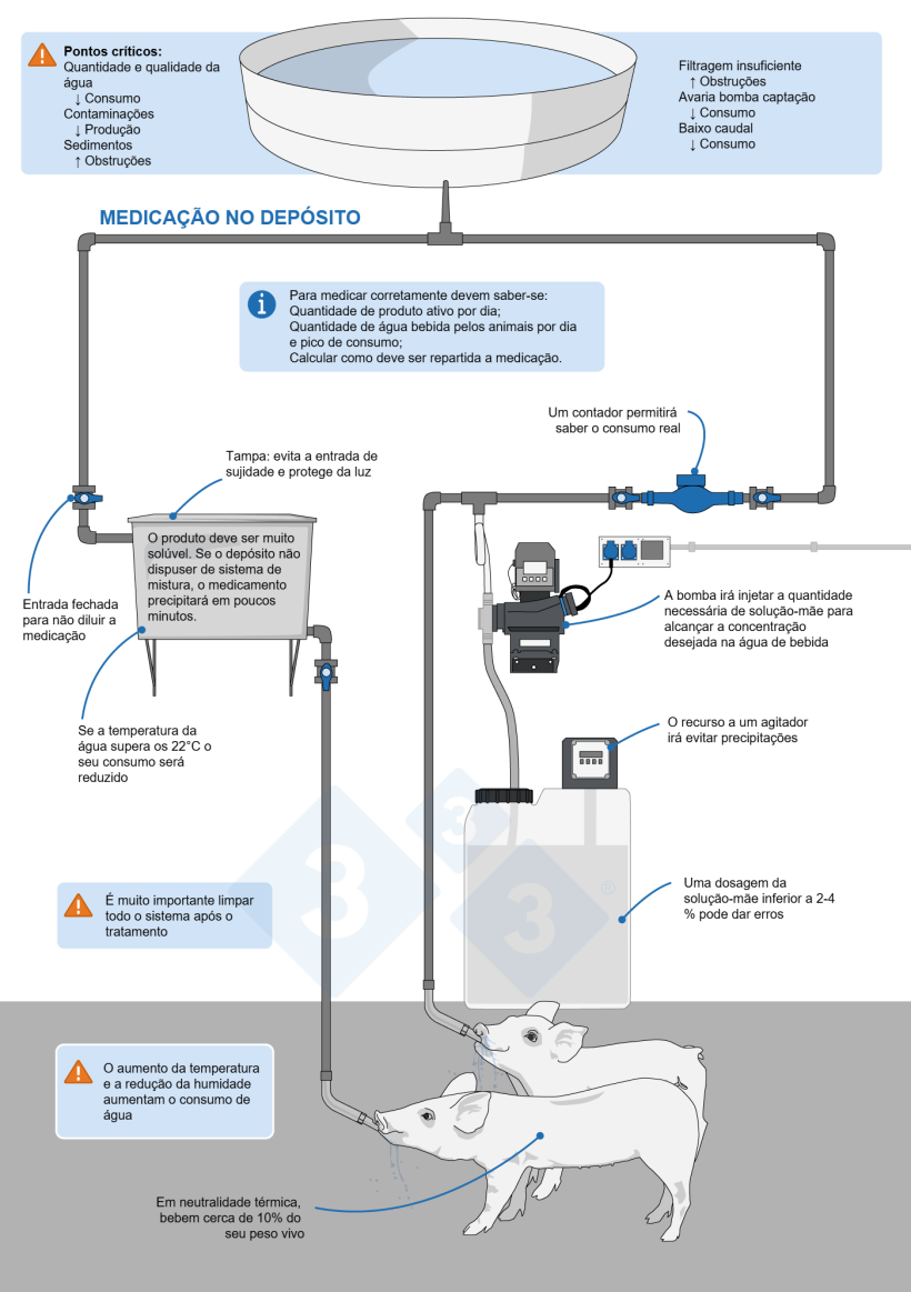 Como administrar medicamentos na água num pavilhão de porcos