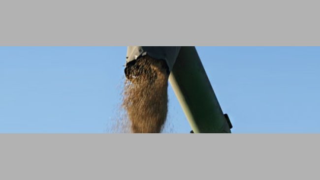 Grano