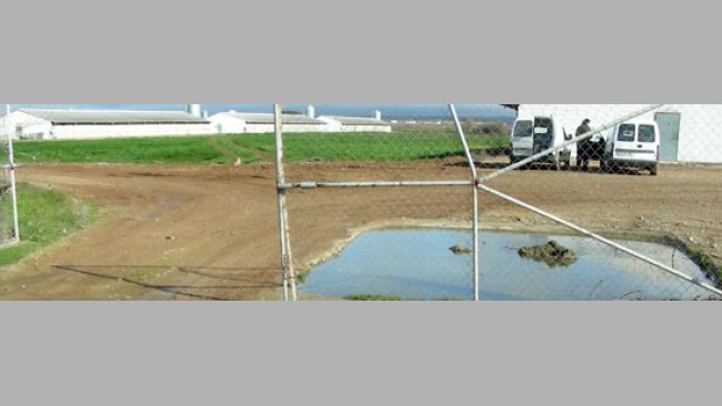 Pediluvio sin uso en una granja de cerdos