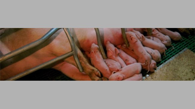 El dilema de las adopciones al primer día de vida