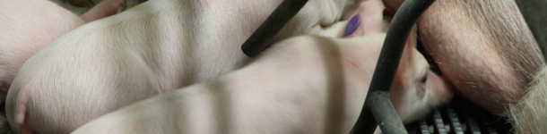 Porca adoptante: s&atilde;o muito &uacute;teis mas cuidado com os seus registos