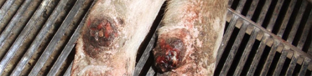 Desprendimiento del d&iacute;gito auxiliar