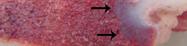 S&iacute;ndrome de la deficiencia en vitamina D en porcino (II)